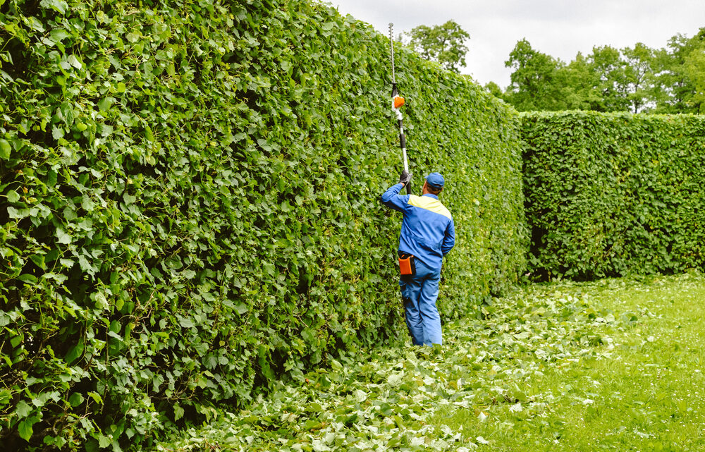 Planter une haie ou poser une clôture bâtie, que choisir ?